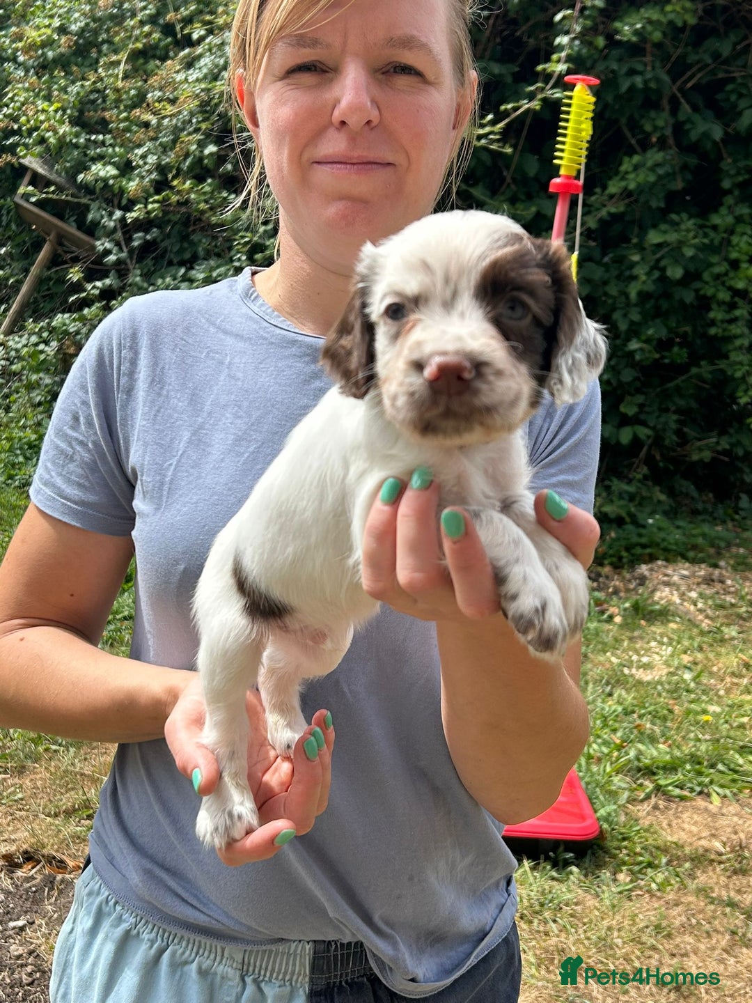 English Springer Spaniel dogs for sale: Kc Reg English Springer spaniel boys in Dorchester - Image 31