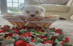 Maltese dogs for sale: Maltese puppies pedigree - Image 9