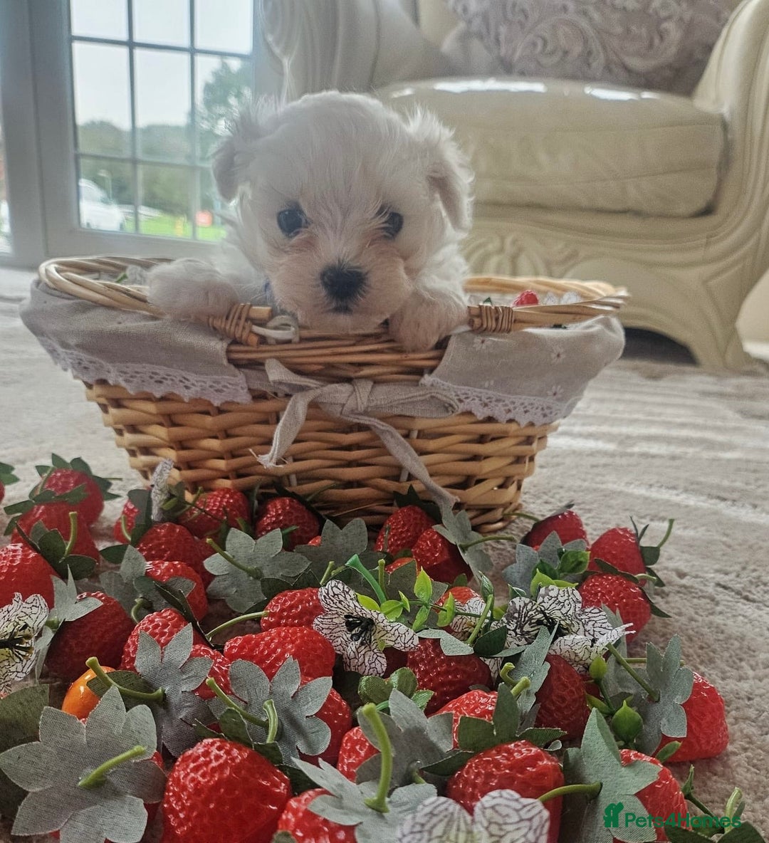 Maltese dogs for sale: Maltese puppies pedigree - Image 9