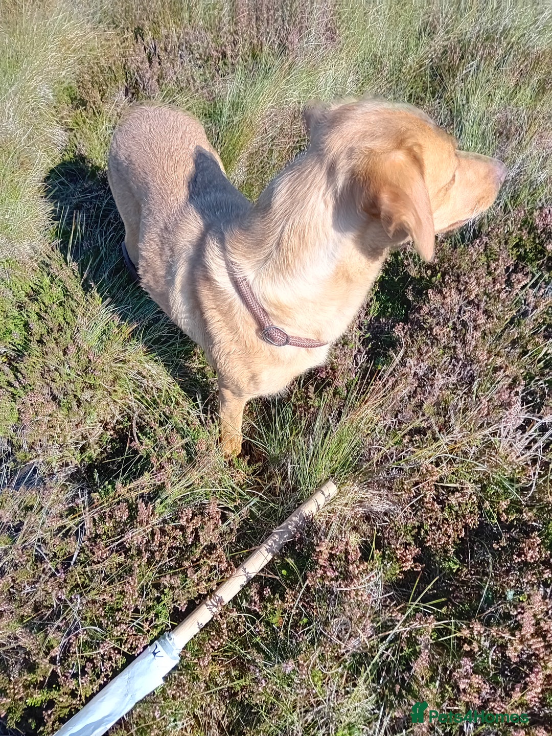 Labrador Retriever dogs for sale: Fox red labrador puppies  - Image 5