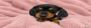 Black & Tan Shorthaired Male (1)