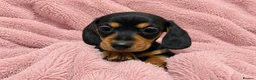 Miniature Dachshund dogs for sale: Miniature Dachshund Puppies - Advert 6
