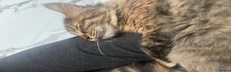 British Longhair cats for sale: Main Coon Mix Kittens for Sale - 6 months in Birmingham - Advert 9