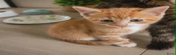 Mixed Breed cats for sale: Three kittens are looking for new homes. - Advert 6
