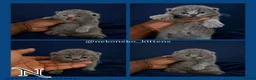 British Shorthair cats for sale: 10 Week old GCCF REG BSH KITTENS  - Advert 5
