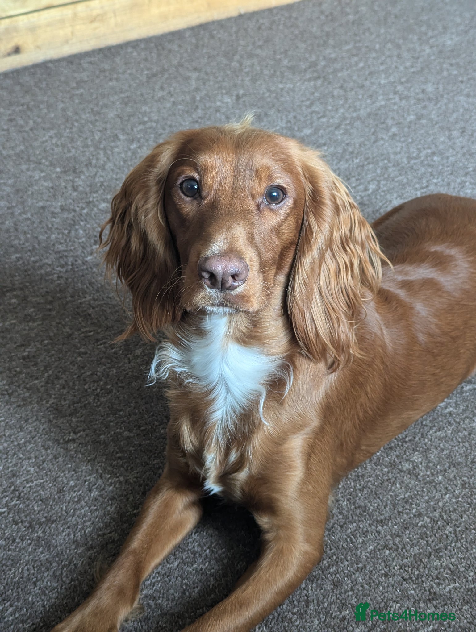 Sprocker dogs for sale: Beautiful Sprocker Puppies  - Advert 12