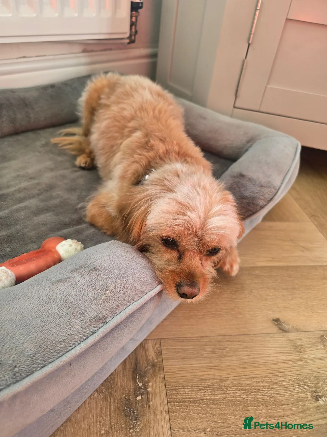 Cavapoo dogs for sale: 🐾 Loving Home Wanted for Stitch- Male Cavapoo 🐾 in Telford - Advert 4