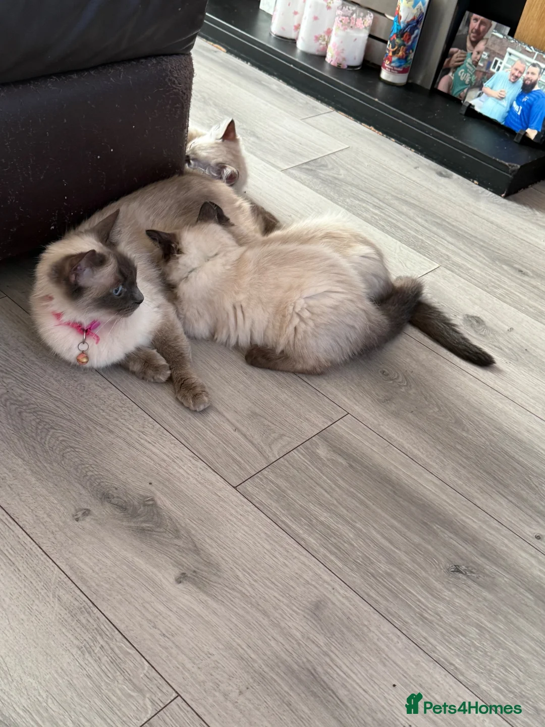 Ragdoll cats for sale: Stunning litter of ragdoll kittens  - Advert 11