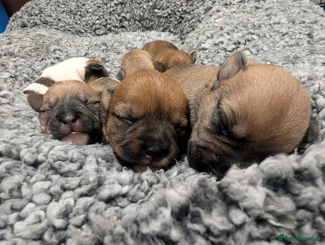 Mixed Breed dogs for sale: Beautiful Shihtzu x Cairn Terrier/Sausage x JRT - Advert 4