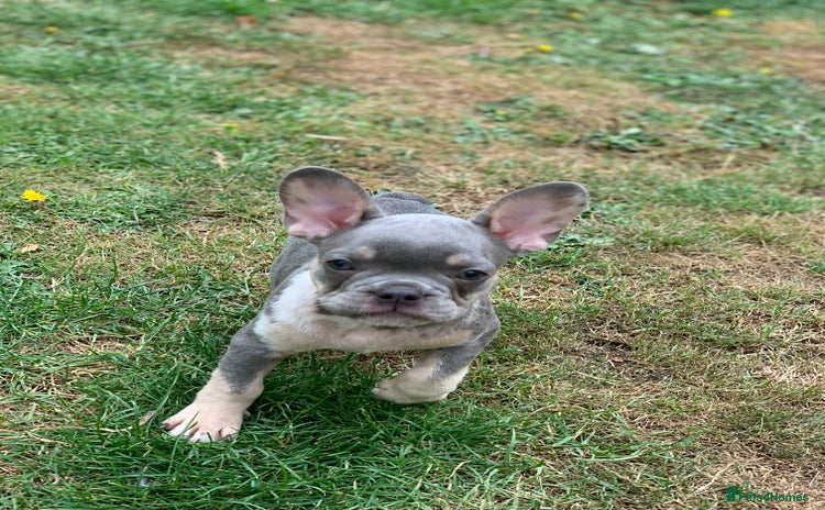 French Bulldog dogs in Spalding - Advert 2