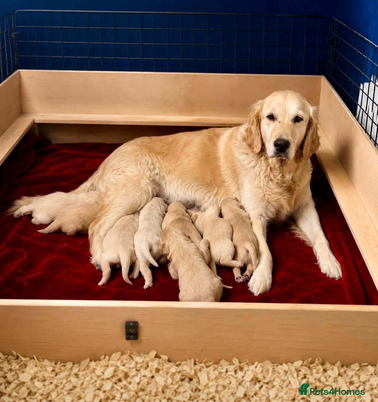 Golden Retriever dogs Golden retriver  puppy's  - Advert 3