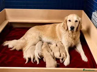 Golden Retriever dogs Golden retriver puppy's - Advert 2
