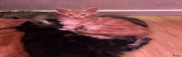 Maine Coon cats for sale: BEAUTIFUL MAINE COON KITTENS LOOKING FOR NEW HOME - Advert 3