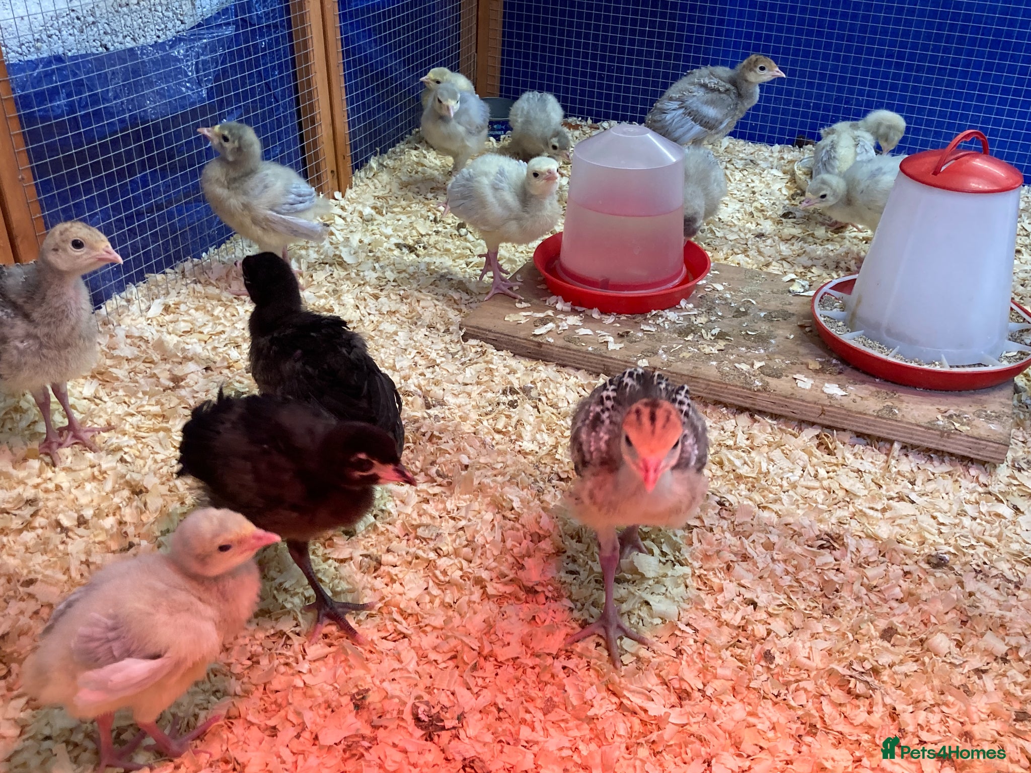 Turkeys poultry Lavender / Lilac Turkey poults - Advert 1