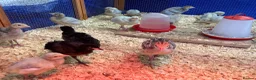 Turkeys poultry for sale: Lavender / Lilac Turkey poults in Norwich - Advert 1