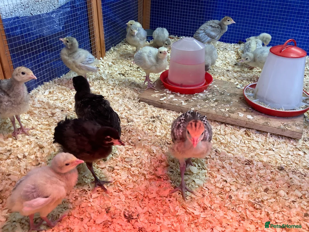 Turkeys poultry for sale: Lavender / Lilac Turkey poults in Norwich - Advert 1