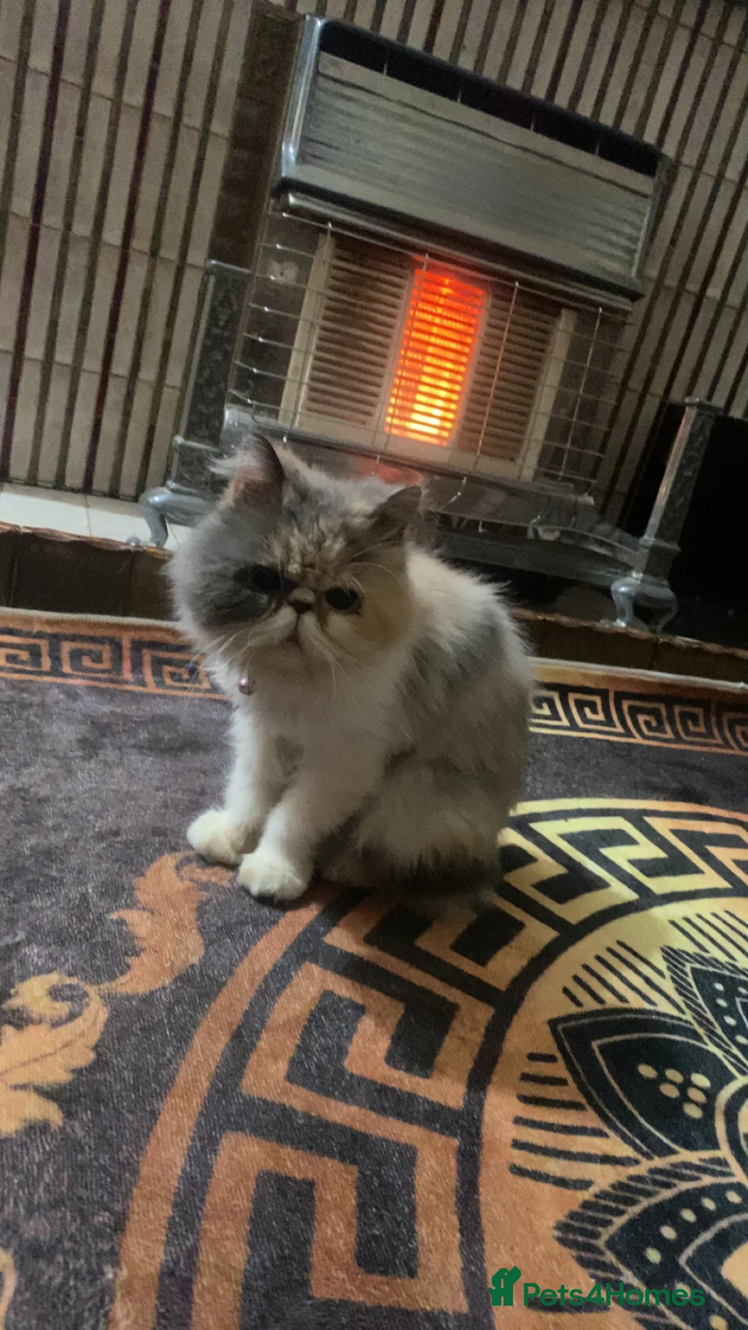 Persian cats for sale: Female Persian cat  - Advert 2