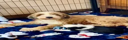 Tibetan Terrier dogs for sale: Beautiful Kc Registered Tibetan Terrier Puppies - Advert 1