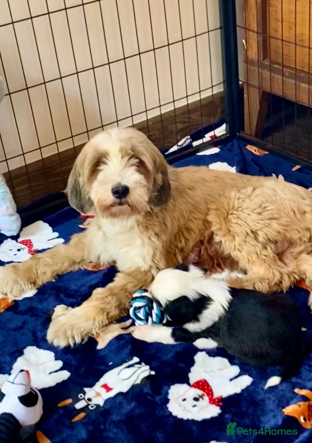 Tibetan Terrier dogs for sale: Beautiful Kc Registered Tibetan Terrier Puppies - Advert 1