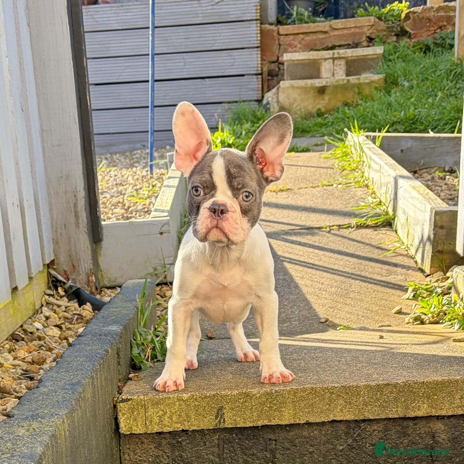 French Bulldog dogs Beautiful French bulldog pups - Advert 5