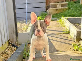 French Bulldog dogs Beautiful French bulldog pups - Advert 5