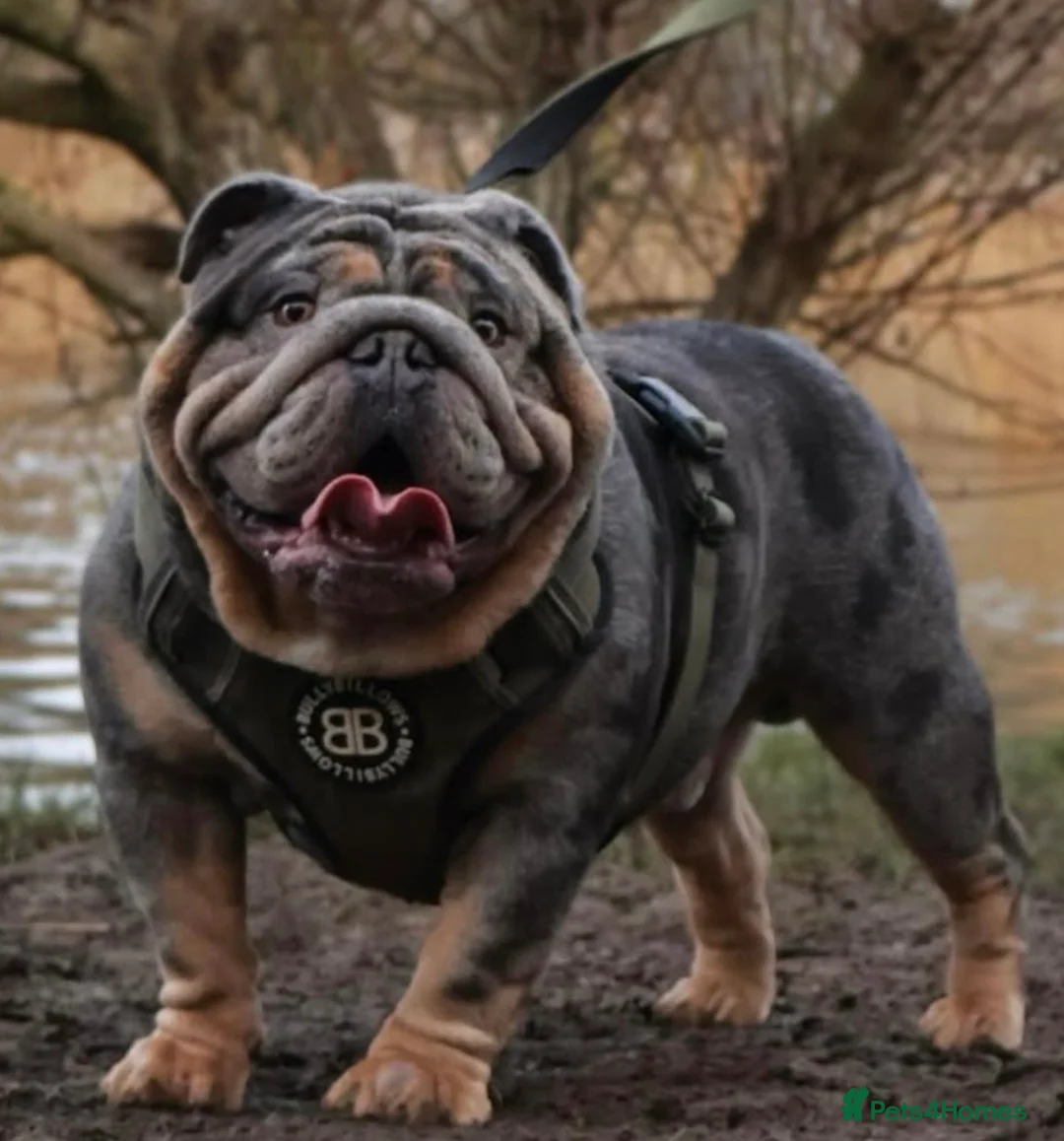 English Bulldog dogs for sale: Beautiful British Bulldog Girl  - Advert 8