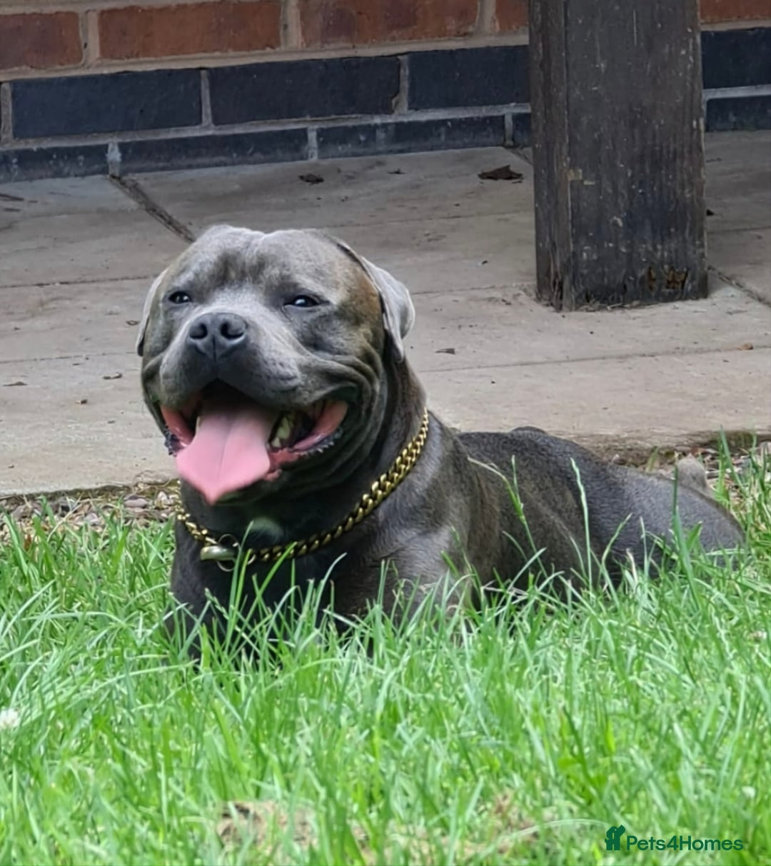 Staffordshire Bull Terrier dogs for stud: Maximus Prime ready for Stud in Birmingham - Advert 2