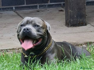 Staffordshire Bull Terrier dogs in Birmingham - Advert 27