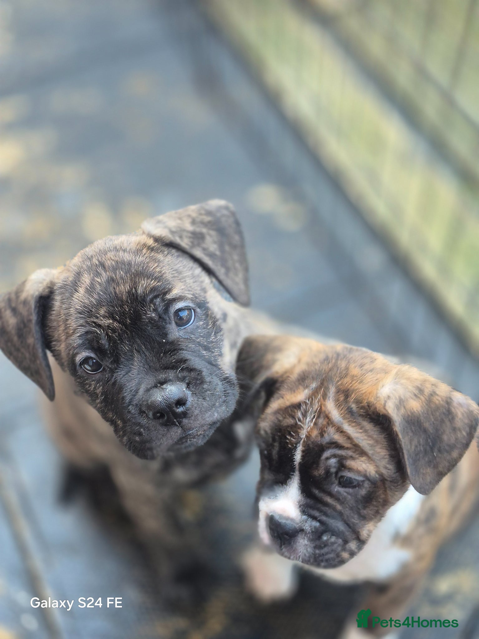 Mixed Breed dogs 2 staffie cross french bulldog puppies  - Advert 1