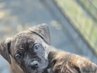 Mixed Breed dogs 2 staffie cross french bulldog puppies - Advert 1