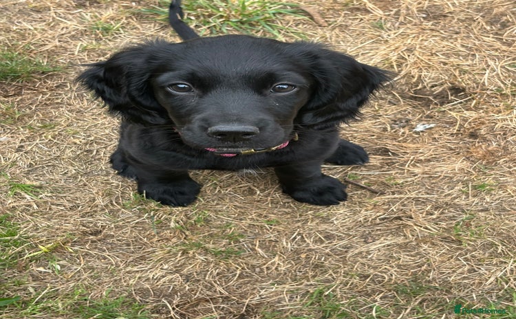 Mixed Breed dogs - Advert 1