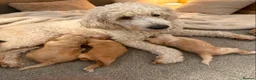 Goldendoodle dogs for sale: STUNNING AUSTRALIAN GOLDENDOODLE PUPPIES! - Advert 12