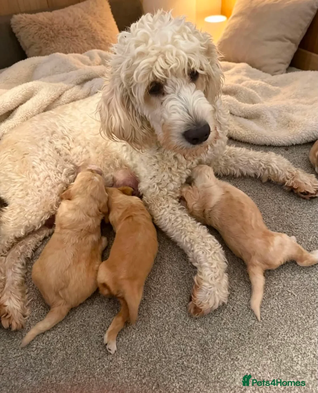 Goldendoodle dogs for sale: STUNNING AUSTRALIAN GOLDENDOODLE PUPPIES! - Advert 12
