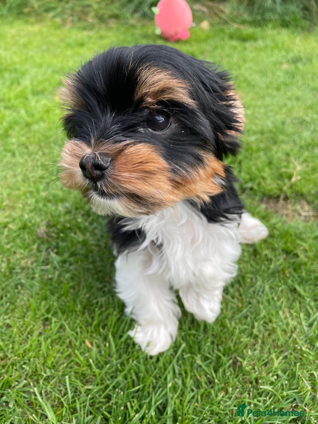 Yorkshire Terrier dogs for sale: York puppies for sale - Image 9