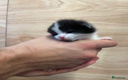 British Longhair cats for sale: Black & white kittens  - Image 8