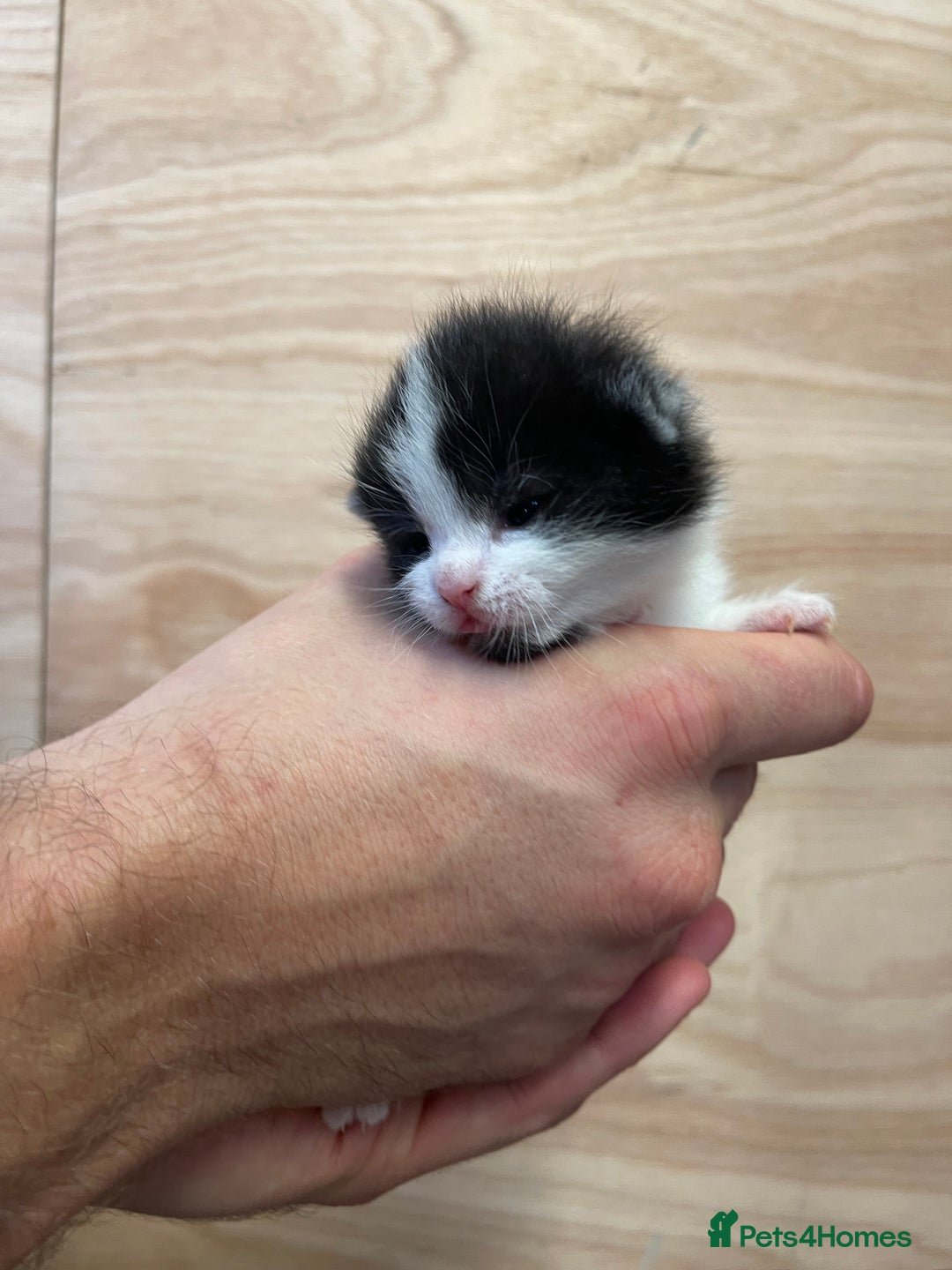 British Longhair cats for sale: Black & white kittens  - Image 8