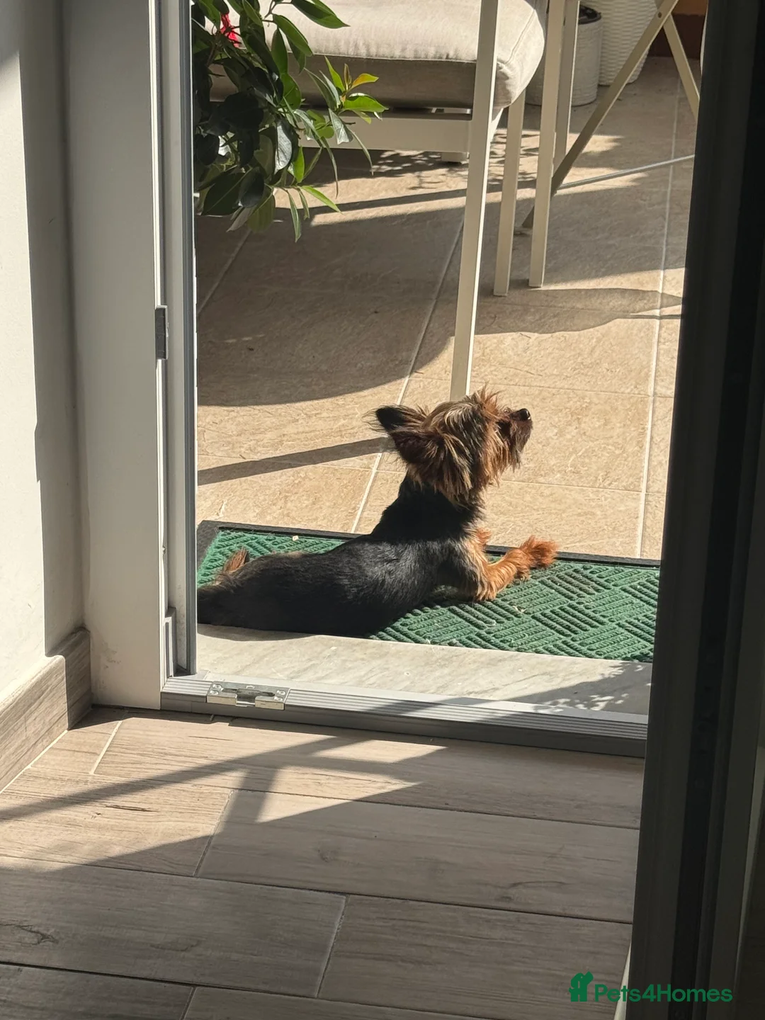 Yorkshire Terrier dogs for stud: 2.1kg. Yorkshire Terrier – Stud Dog - Advert 1