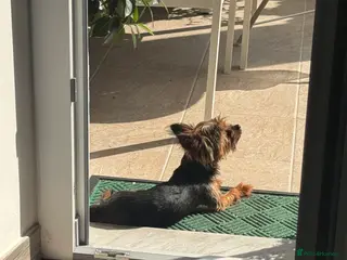 Yorkshire Terrier dogs 2.1kg. Yorkshire Terrier – Stud Dog - Advert 2