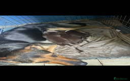 Mixed Breed dogs for sale: Shepard x spaniel puppies - Image 9