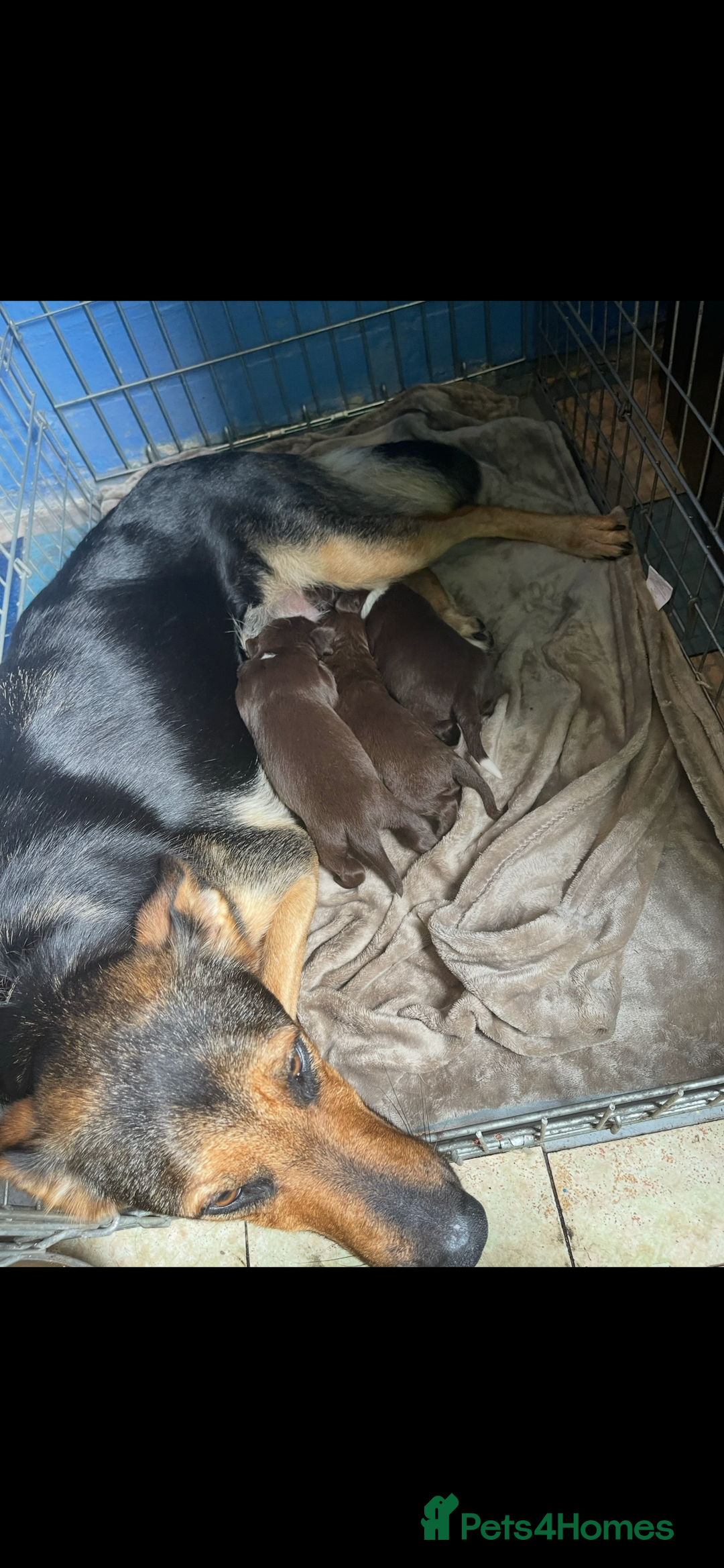Mixed Breed dogs for sale: Shepard x spaniel puppies - Image 9