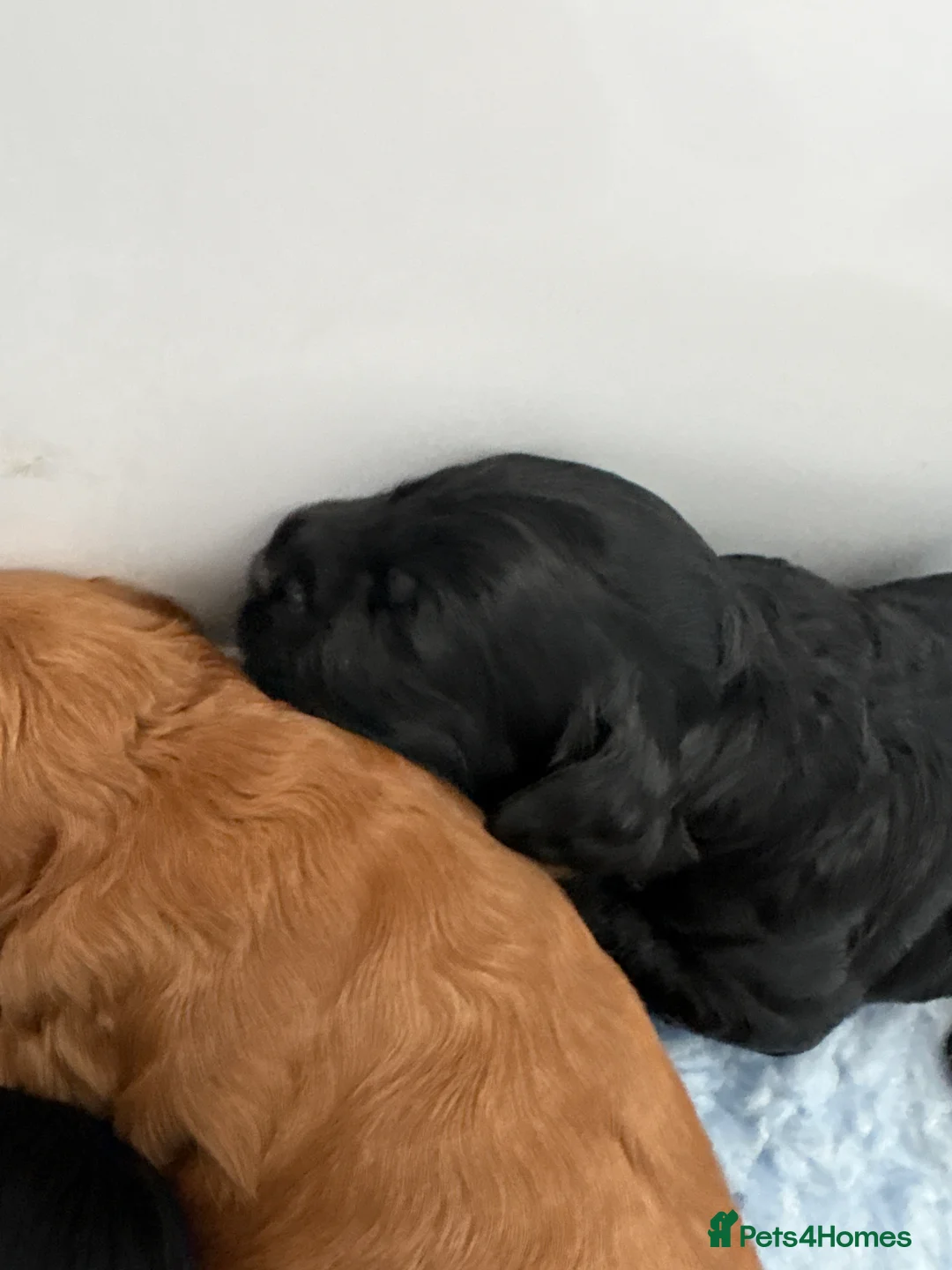 Cockapoo dogs for sale: 🐾🐾Beautiful F2 cockapoo puppies🐾🐾 - Advert 2