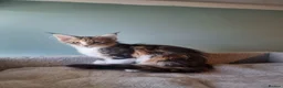 Maine Coon cats for sale: Maine Coon kittens  - Advert 8