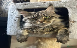 Maine Coon cats for sale: Pure Maine coon👑 - Image 24