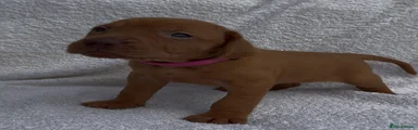 Hungarian Vizsla Puppy 5
