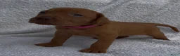 Hungarian Vizsla dogs for sale: Champion grade import vizslas puppies - Advert 21