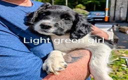 English Springer Spaniel dogs for sale: English Springer Spaniel pups for sale - Image 10