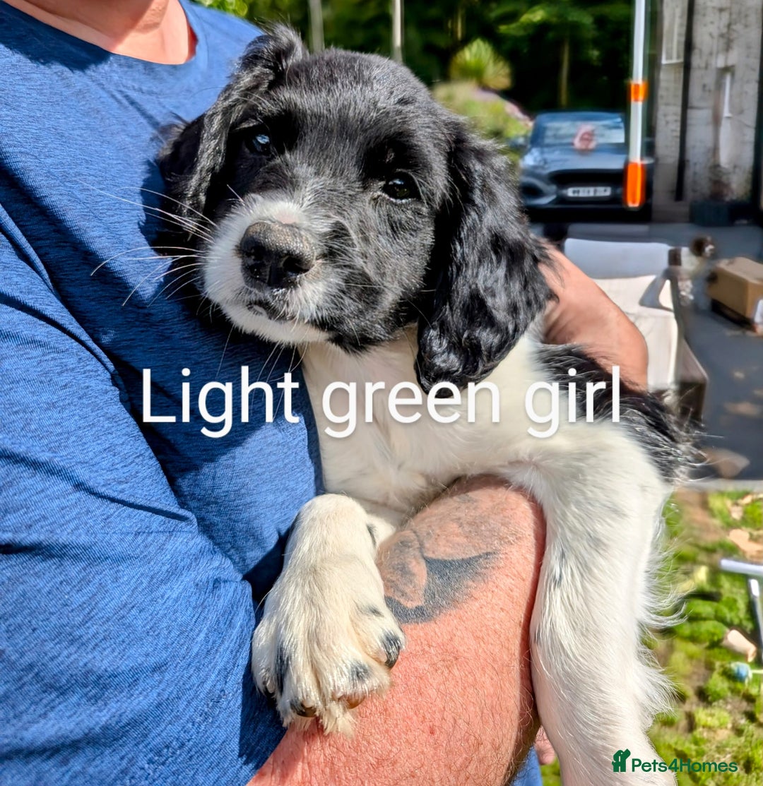 English Springer Spaniel dogs for sale: English Springer Spaniel pups for sale - Image 10