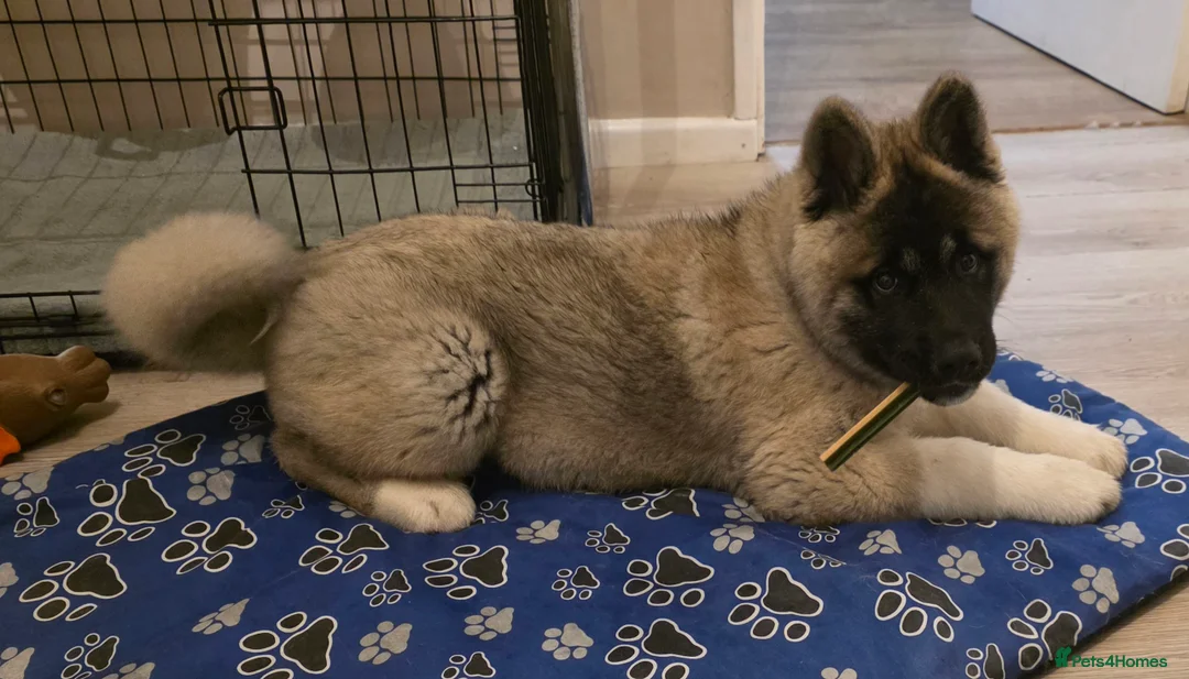 Akita dogs for sale: Stunning male akita puppy - Advert 6