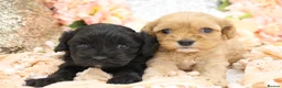 Cavapoo dogs for sale: Health Tested Cavapoos by Licensed Breeder - Advert 33