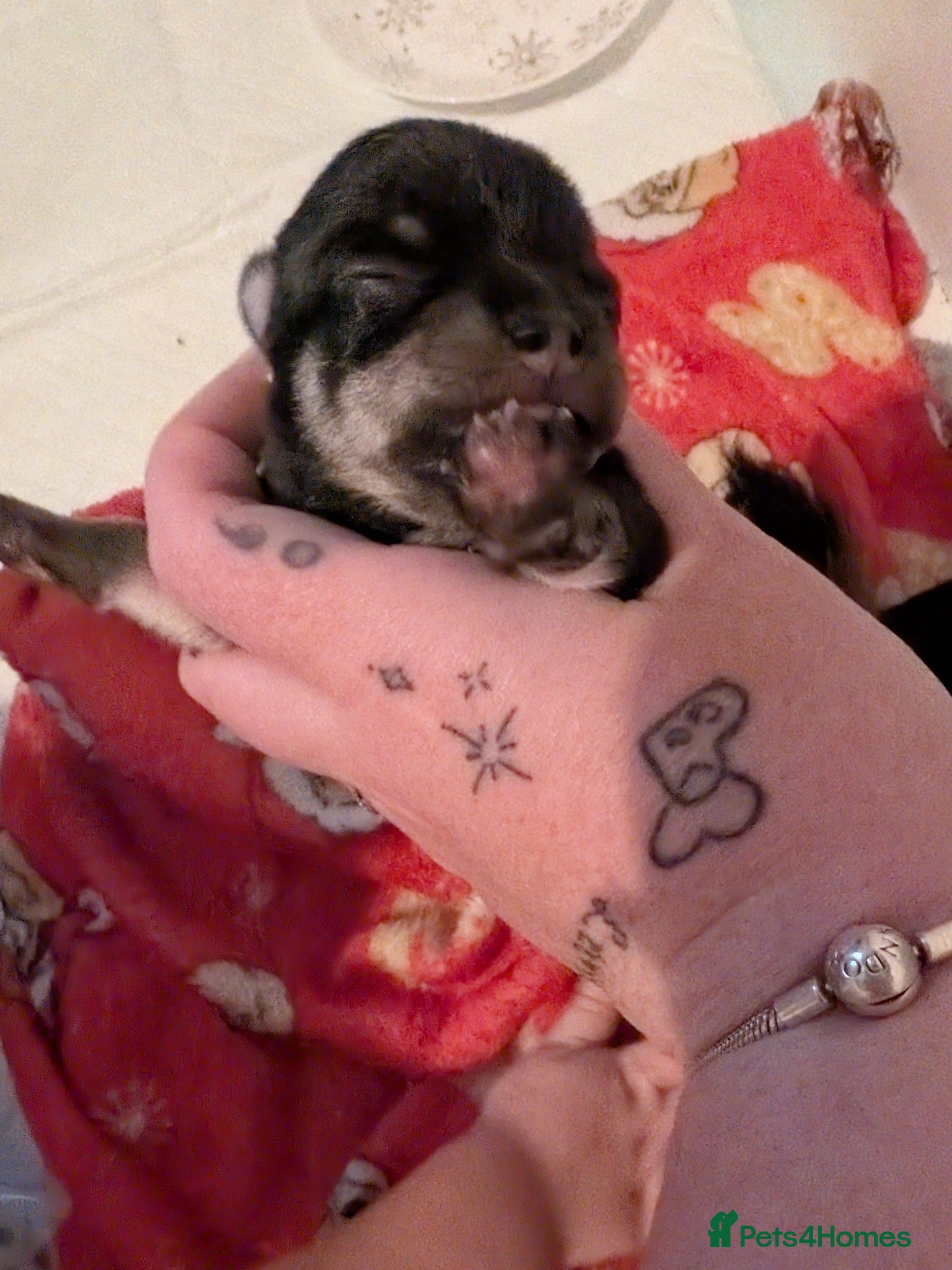 Chihuahua dogs for sale: 2 Beautiful Chihuahua pups - Advert 5